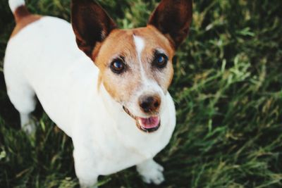 Close-up portrait of dog