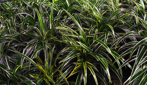 Full frame shot of bamboo plants on field