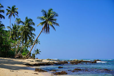 Palm trees on beach against clear blue sky