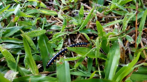 Close-up of insect on plant