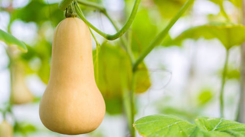 Close-up of fruit growing on plant