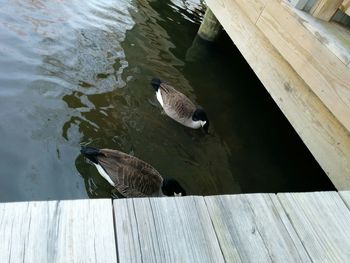 High angle view of swan swimming on lake