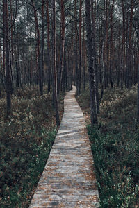 Wooden path leading through the swamp and forest in a natural park. autumn forest landscape