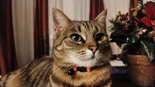 Close-up portrait of cat at home