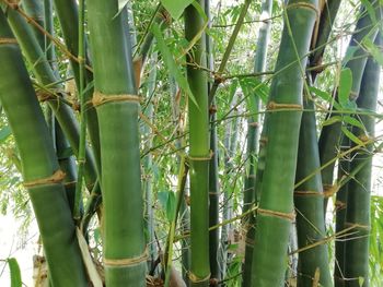 Full frame shot of bamboo plants in forest
