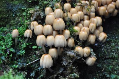 Close-up of mushrooms growing on tree in forest