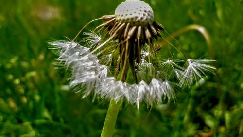 Close-up of dandelion flower