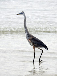 Great blue heron enjoying the water