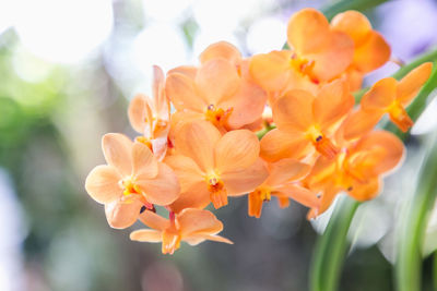 Close-up of orange flowering plant