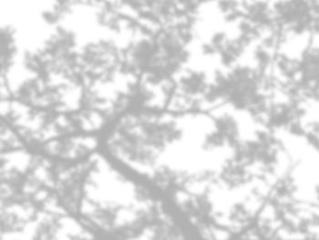 Low angle view of trees against sky