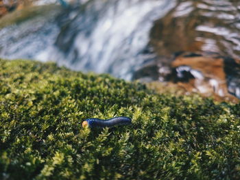 Close-up of a reptile on moss