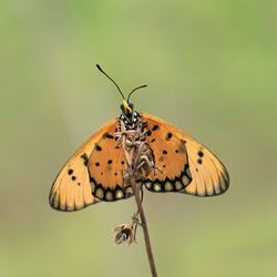 Close-up of butterfly pollinating flower