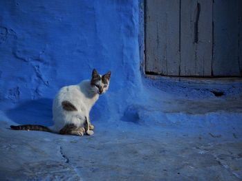 Portrait of cat sitting by wall at night