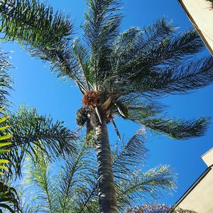 Low angle view of coconut palm tree against blue sky