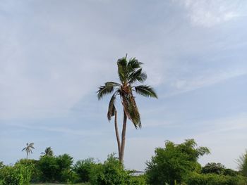 Low angle view of coconut palm tree against sky