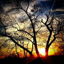 Silhouette of trees at sunset