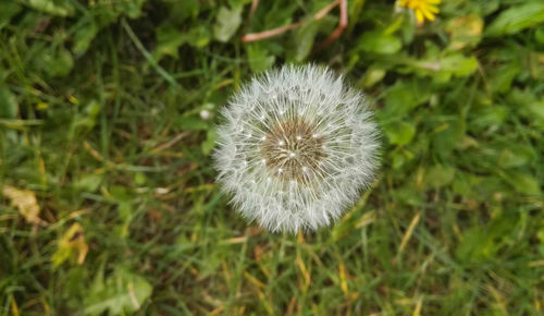 Close-up of dandelion flower