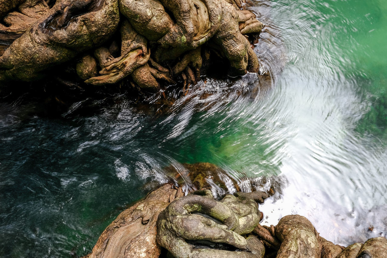 HIGH ANGLE VIEW OF LIZARD ON ROCK IN SEA