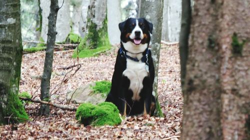 Portrait of dog sitting on tree trunk in forest