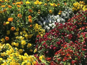 High angle view of yellow flowering plants