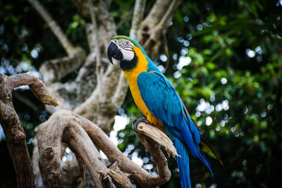 Close-up of gold and blue macaw perching on tree