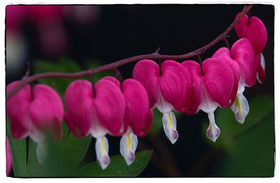 Close-up of pink flowers blooming outdoors