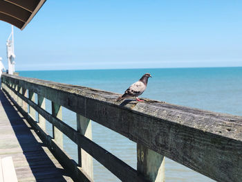 Seagull perching on railing against sea