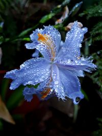 Close-up of wet purple flowering plant