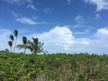 Plants growing on field against sky