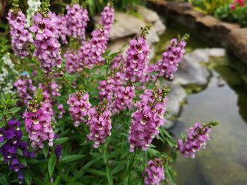 Close-up of pink flowering plants