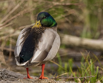 Close-up of a bird perching on a land