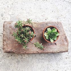 Directly above shot of potted plants on surface 