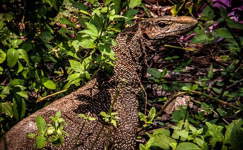 Plants growing on a tree