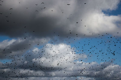 Flock of birds flying against sky