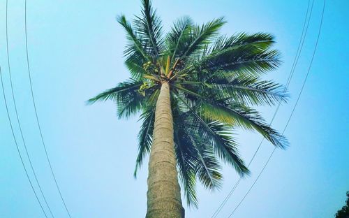 Low angle view of palm tree against clear blue sky