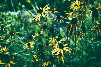 Close-up of yellow flowering plant