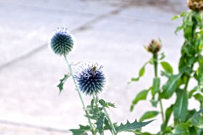 Close-up of dandelion blooming outdoors