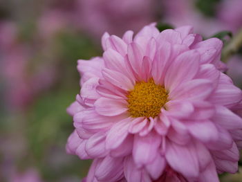 Close-up of pink flower