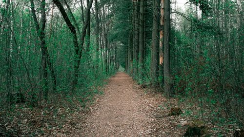 Footpath amidst trees in forest