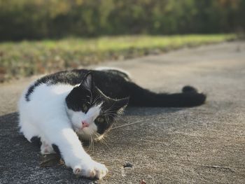 Close-up of a cat resting