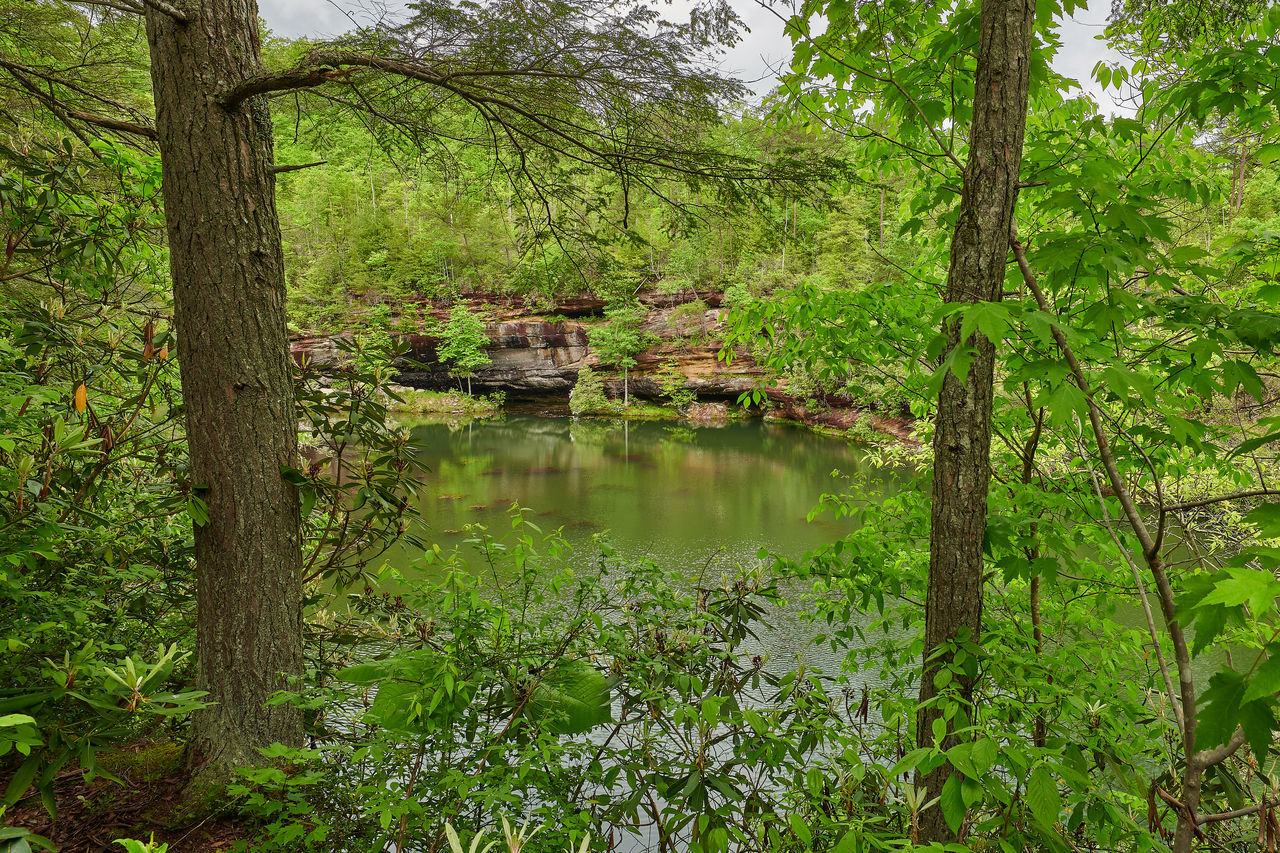 TREES BY LAKE IN FOREST