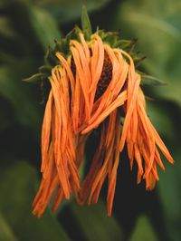 Close-up of orange flowering plant