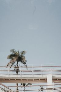 Palm tree against clear sky