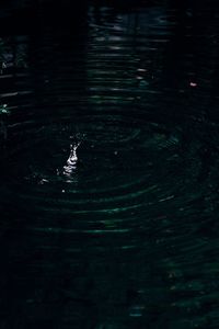 High angle view of swimming in lake