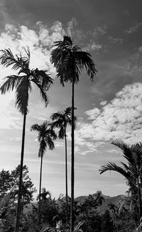 palm tree