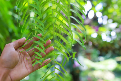 Cropped hand holding plant