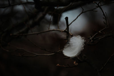 Close-up of tree during winter