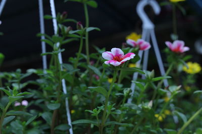 Close-up of pink flowering plants