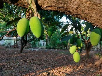 Close-up of fruits hanging on tree