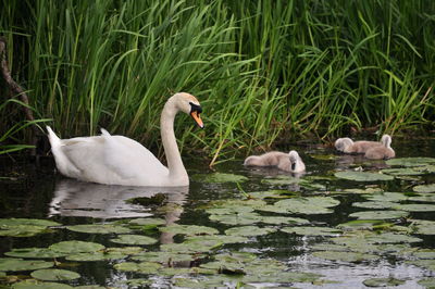 Swans swimming in lake